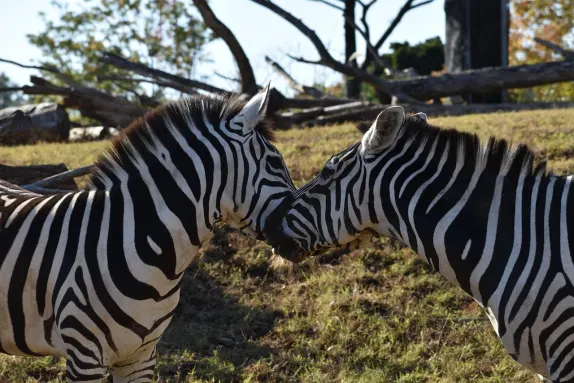 Kasyno Rockn Rolla Wsparcie